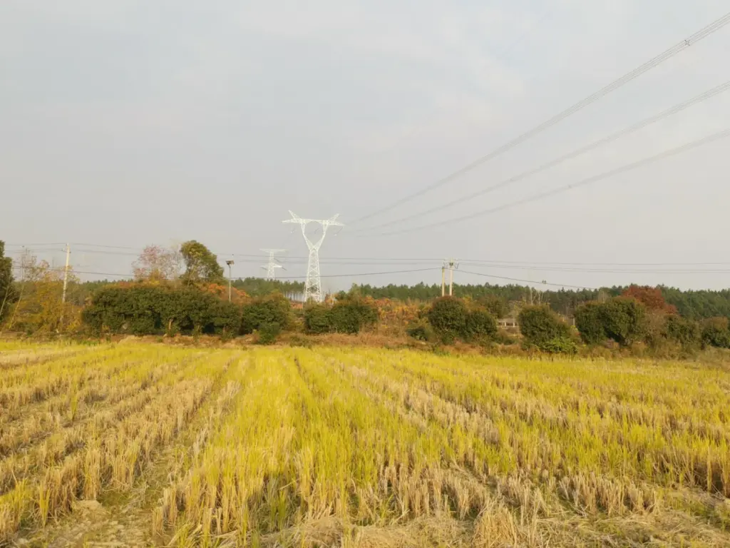 Transmission line across the agricultural corridor